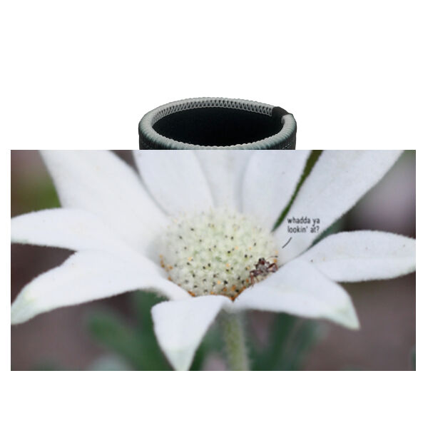 Insect | Stubby Holder Thumbnail